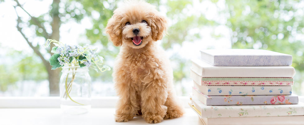 Pet care main visual