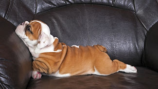 ソファでくつろぐ犬
